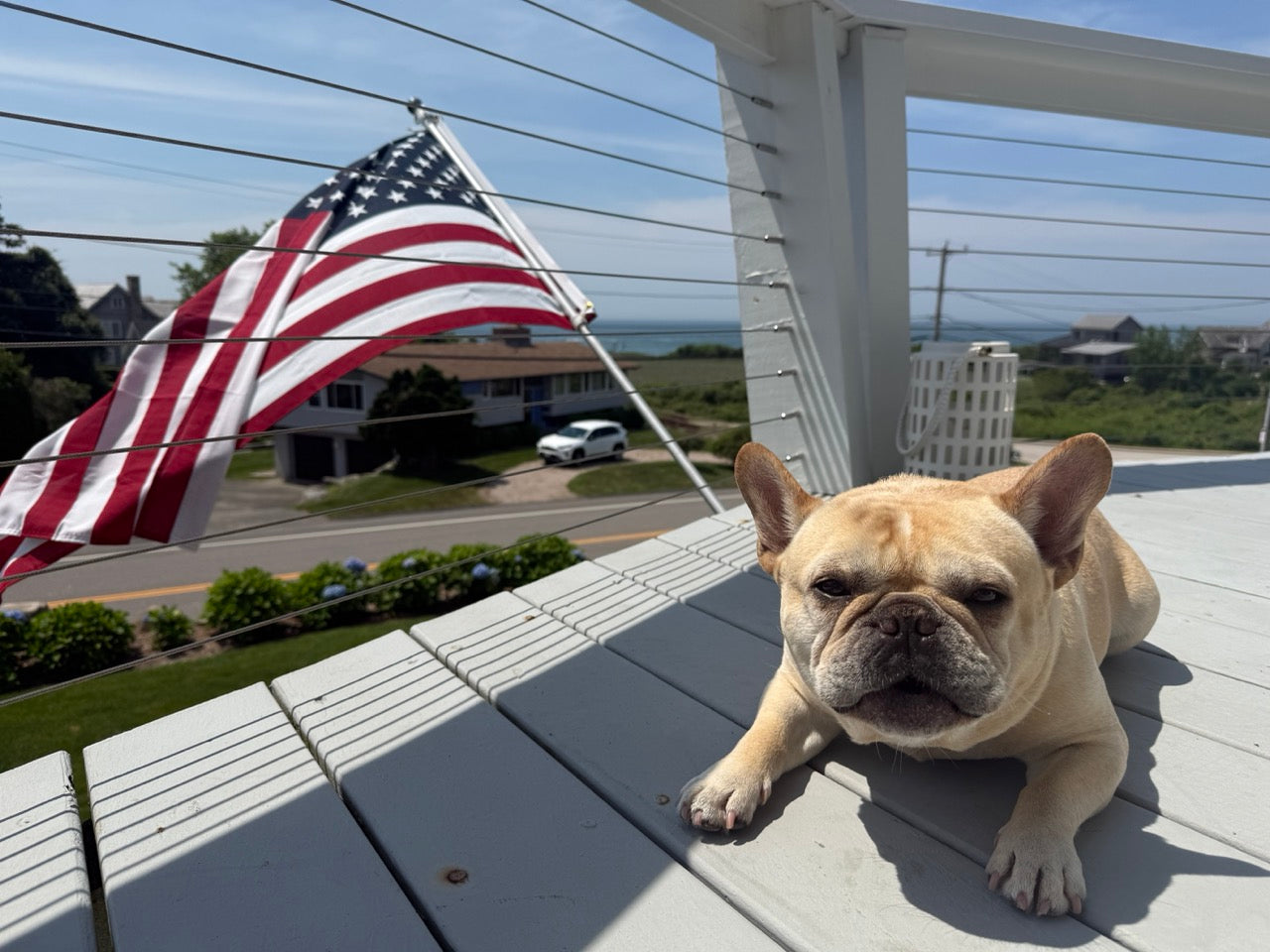 july 4th post sun essentials with yogi the french bulldog